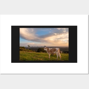 Rural Sunset With Cows, Maleny Queensland Posters and Art